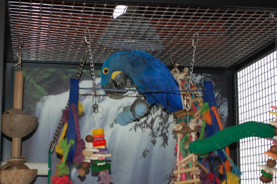 gallery/my parrots 6