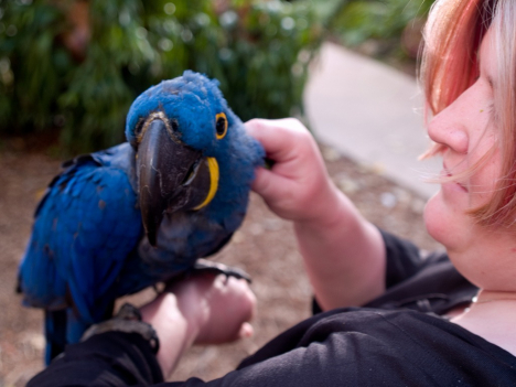 gallery/hyacinth macaw parrots for real 4