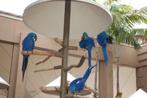 gallery/hyacinth macaw ads ..11