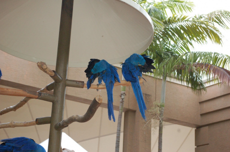 gallery/hyacinth macaw ads ..1.