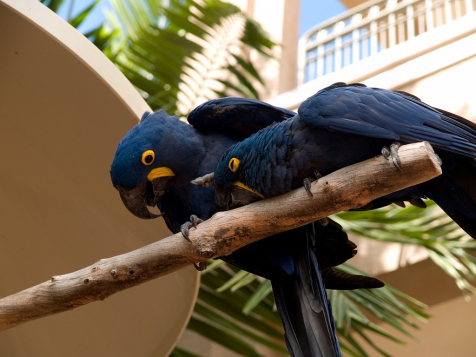 gallery/hyacinth macaw parrots for real 11